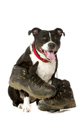 Staffordshire Bull Terrier with walking boots