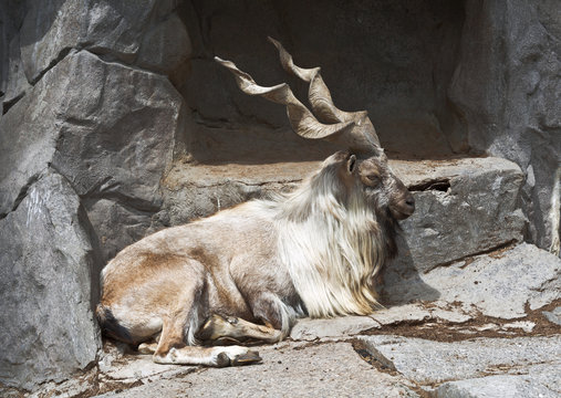 Tajik markhur
