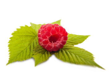 one berry raspberry closeup on a green twig
