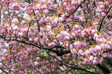 八重桜