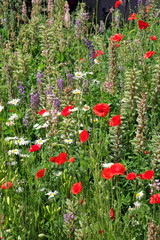 Garten mit Mohnblumen