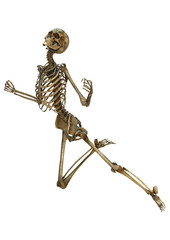 Human Skeleton