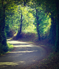 Forest © George