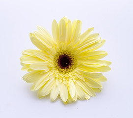 Gerbera