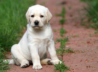 yellow labrador puppy portrait in the garden