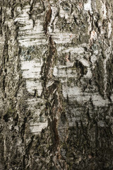 Bark of a birch