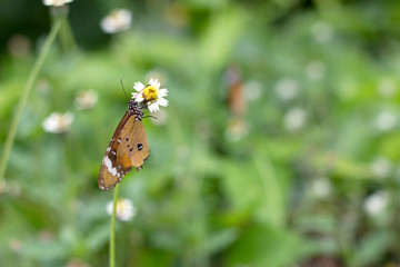 tropical butterfly sitting on green grass field with flowers