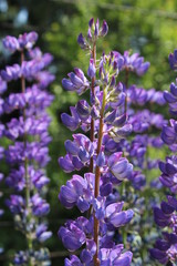 Obraz premium Die violetten Blüten einer Lupine