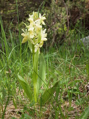 Obraz premium Blasses Knabenkraut