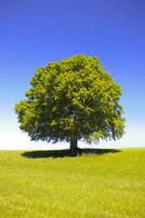 Fototapeta na wymiar Baum Buche als Einzelbaum