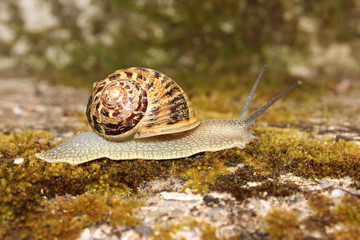 Snail on Wall