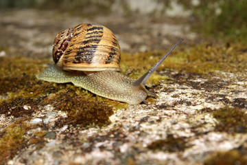 Snail on Wall