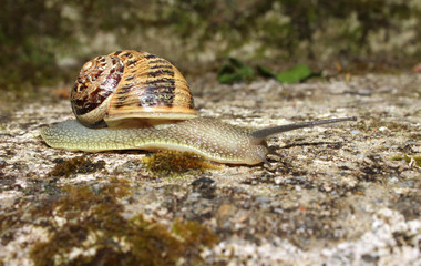 Snail on Wall