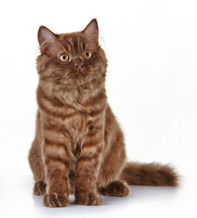 Obraz premium brown british long hair kitten