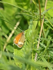 Weißbindiges Wiesenvögelchen (Coenonympha arcania)