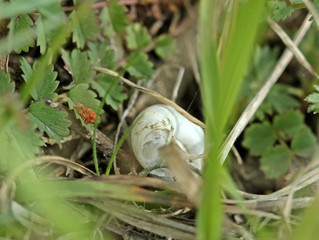 Obraz premium Hängendes Schneckenhaus mit Nest der Kreuzspringspinne