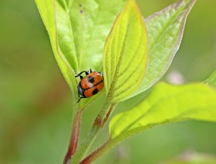 Zweipunktiger Fallkäfer (Cryptocephalus bipunctatus)