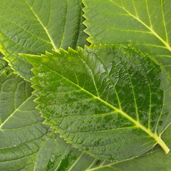 close - up natural background of green leaf