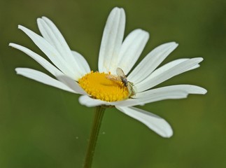 Fototapeta premium Krabbenspinne mit Beute
