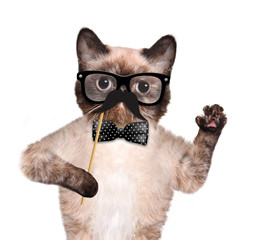 Hipster cat