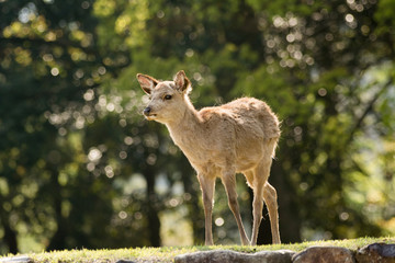 Nara deer