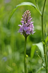 Fuchs' Fingerknabenkraut (Dactylorhiza fuchsii) am Meissner