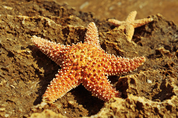 starfishes on a rock