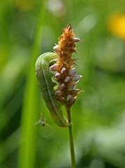 Angriff einer Brackwespe auf Eulenfalter-Raupe