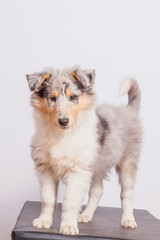 Collie Welpe blue merle