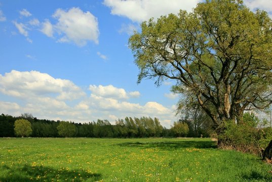 Wiese am Wald