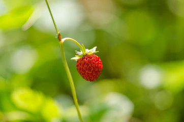 wild strawberry