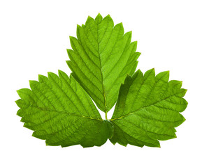 Strawberry leaf isolated on white background