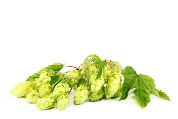 Fototapeta premium Branch of fresh hops isolated on white background.