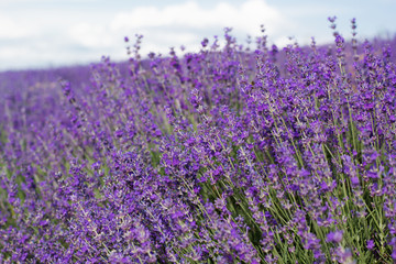 Naklejka premium Purple field of lavender flowers
