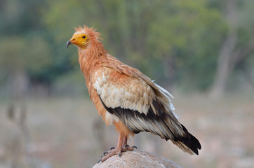 Стервятник (Neophron Percnopterus) на острове Сокотра