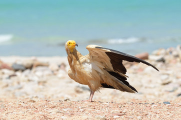 Стервятник (Neophron Percnopterus)  на острове Сокотра