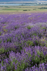 Plakat Purple field of lavender flowers