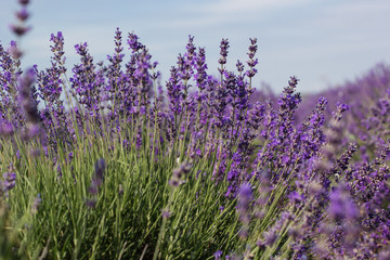 Fototapeta premium Purple field of lavender flowers