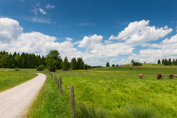 Fototapeta premium path with fence next to fresh meadow with grazing cows in spring