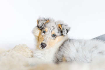 Langhaarcollie Welpe © hemlep
