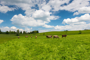 Naklejka na ściany i meble high grass meadow with grazing cows at sunny springtime day