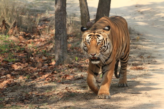 Indischer Tiger im Nationalpark Bandhavgarh Indien