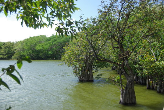 Mangrove au Nicaragua