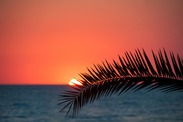 Sunset beach, evening sea, palm trees