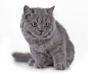 Gray british long hair kitten