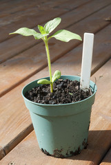Sunflower sprout