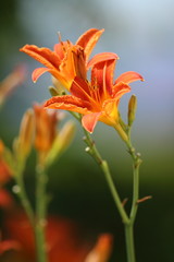 Obraz premium Blühende Taglilie (Hemerocallis fulva)