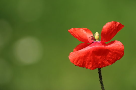 Klatschmohn (Papaver rhoeas) Mohnbl&uuml;te poppy flower