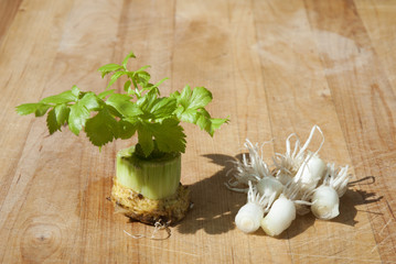 Regrowing celery & green oignon