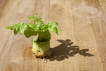 Regrowing celery